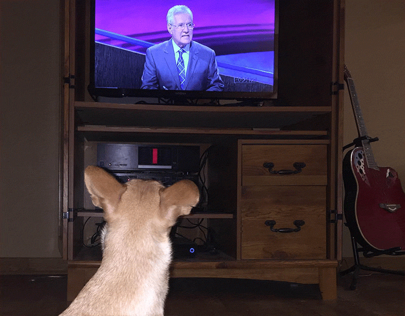 The J Effect: Pets Who Love J J Buzz Jeopardy com