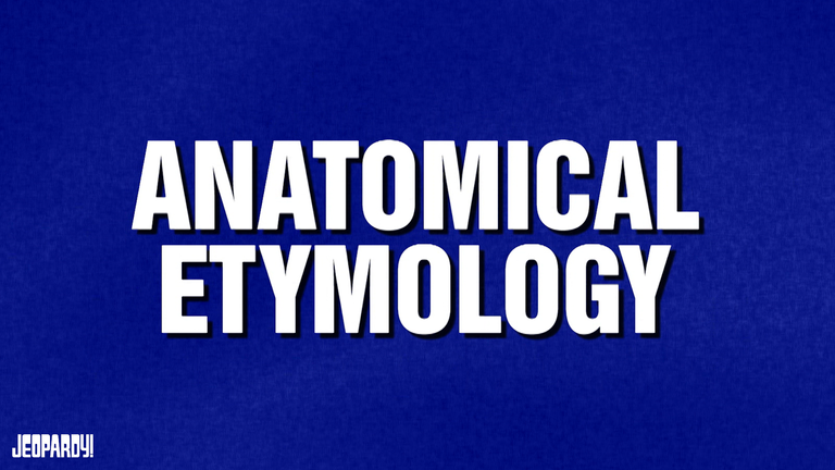 This image shows the category, "Anatomical Etymology"
